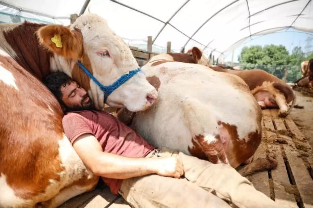 He sleeps with the bull he brought from Erzurum for Eid al-Adha