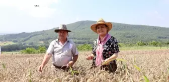 İzmit'te ekilen yerel buğdayların hasadı yapıldı