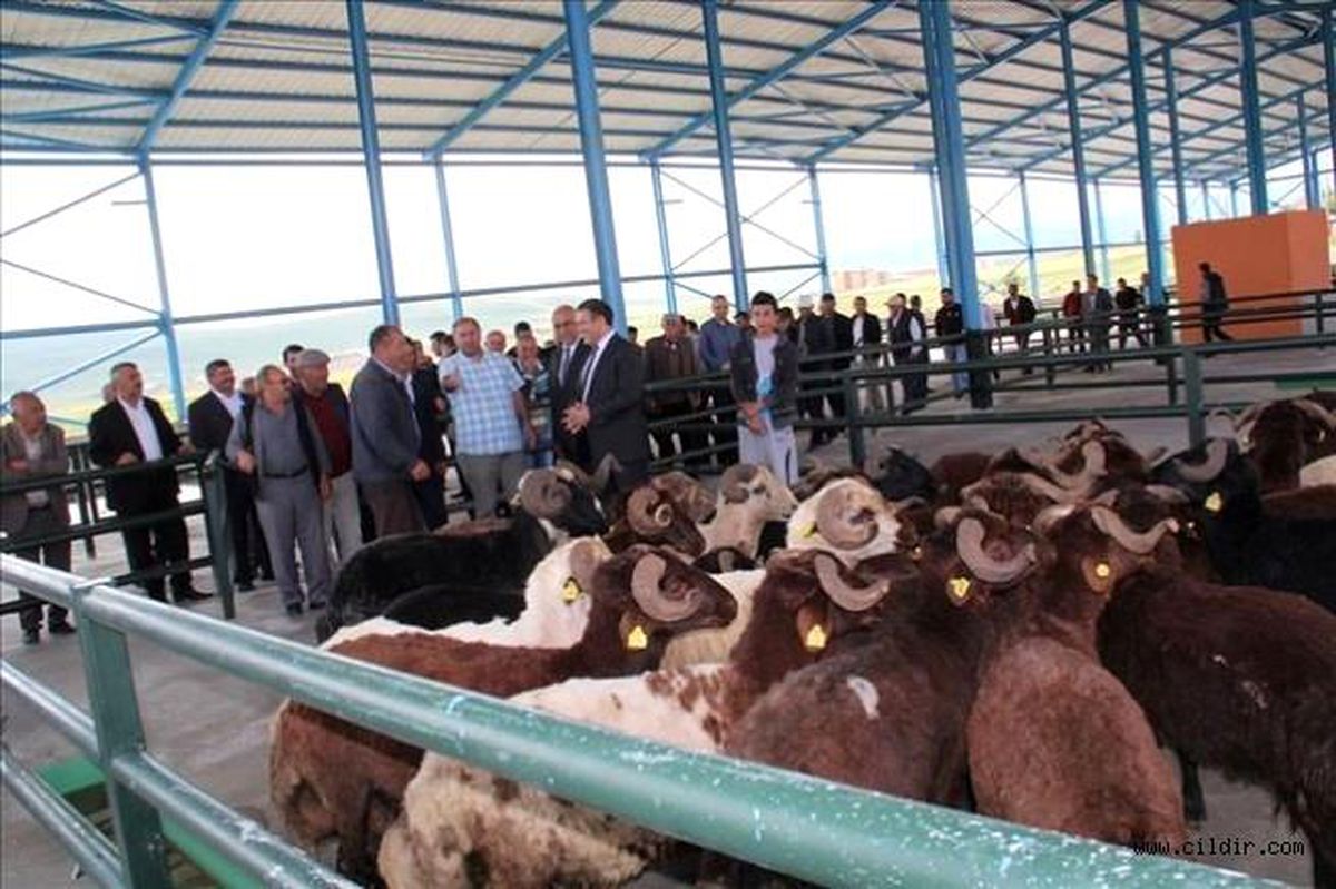 Küçükbaş kurbanlıklara yoğun ilgi