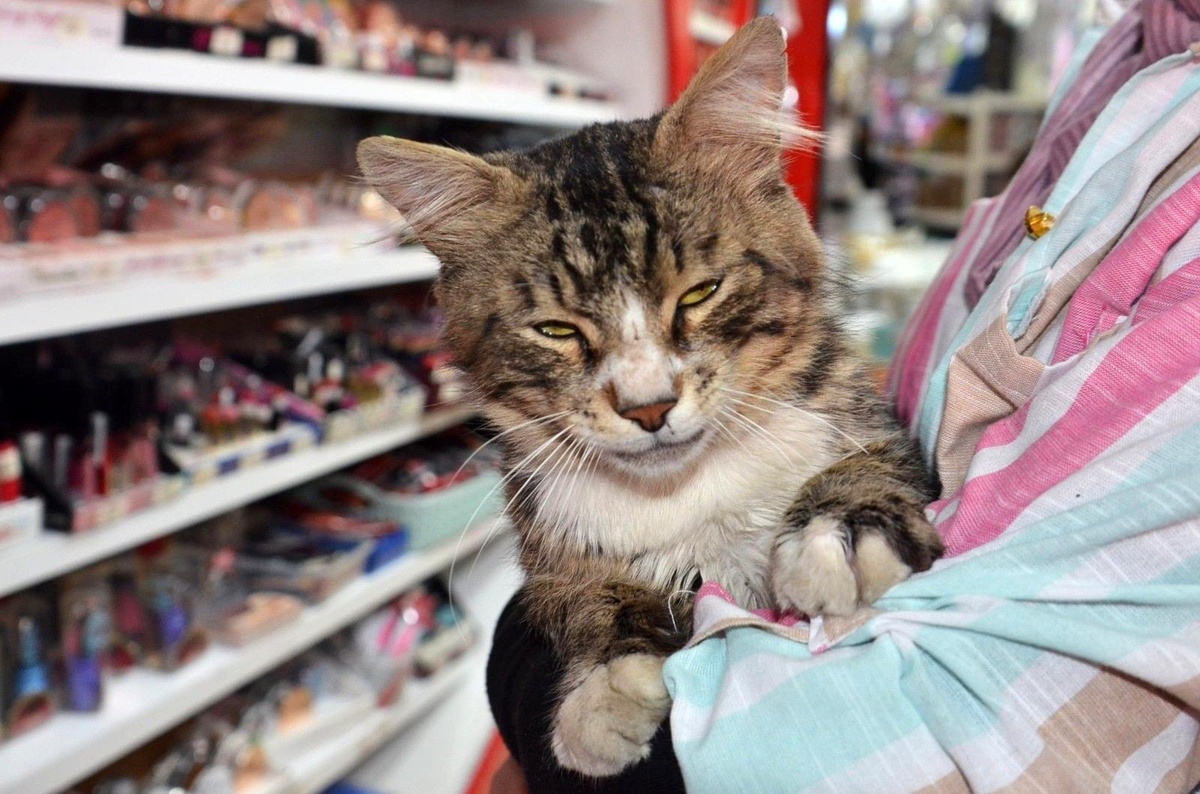Mahallenin maskotu kedi iyileşerek sağlığına kavuştu