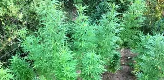 Ormanlık alana ekilen kenevirler drone ile tespit edildi