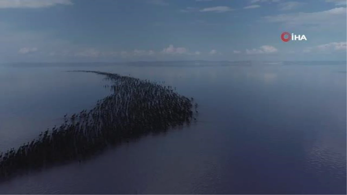 Son dakika gündem: Pandemi flamingo nüfusunu artırdı, Tuz Gölü beslemek için yetmedi