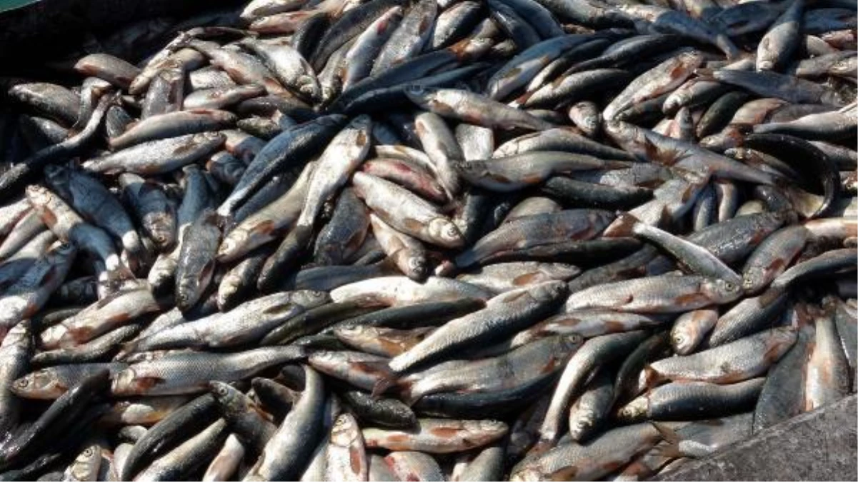 Pearl mullet fishing ban has ended, fishermen threw their nets in the Van Lake