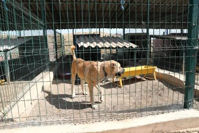 Mardin'de belediye Sokak Hayvanları Rehabilitasyon Merkezi'ne yönelik iddialarla ilgili açıklama yaptı