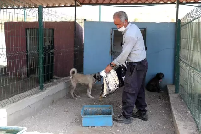 Mardin'de belediye Sokak Hayvanları Rehabilitasyon Merkezi'ne yönelik iddialarla ilgili açıklama yaptı