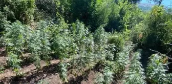 Son Dakika | Soma'da fotokapanlı kenevir operasyonu; 1 gözaltı