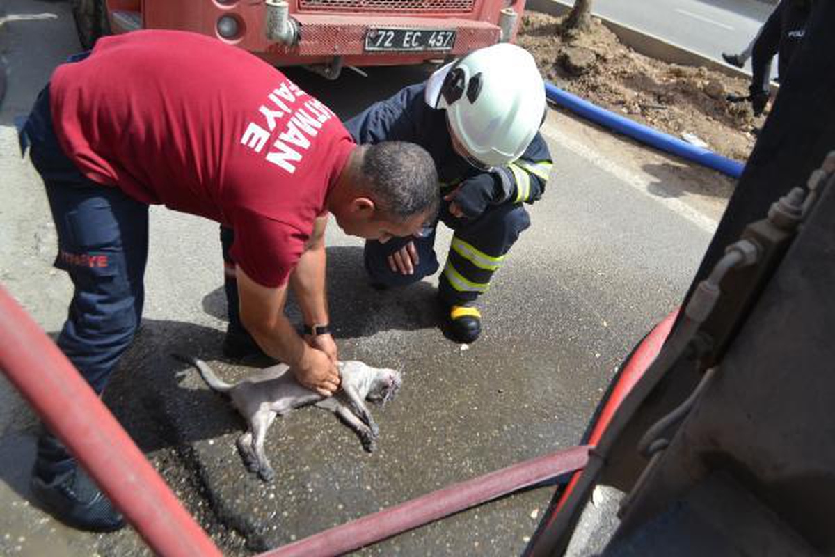 Yangında mahsur kalan kedi itfaiye erinin kalp masajı ile hayata döndü