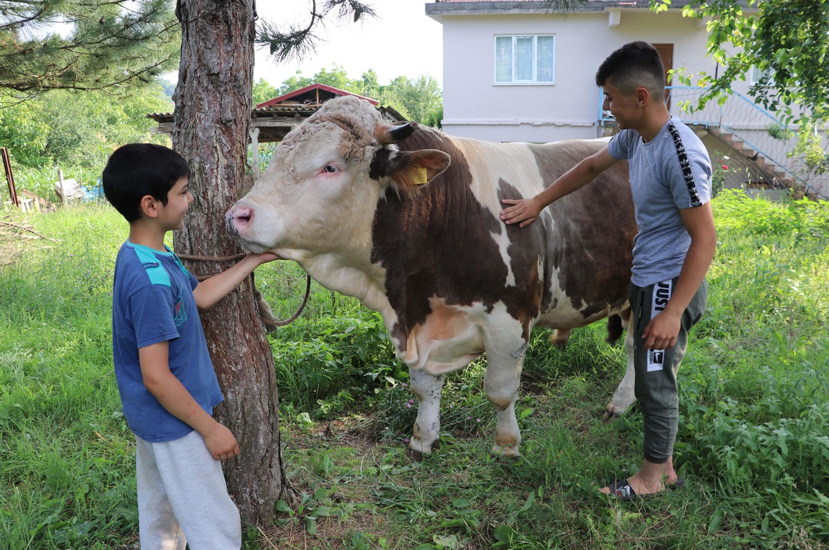 Zonguldak\'ta 1 tonluk boğa "Kral" alıcısını bekliyor