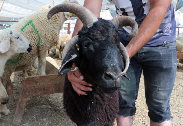 Kurban pazarının ilgi odağı! Sahibi, gözü baktığı 4 boynuzlu koça 10 bin lira istiyor