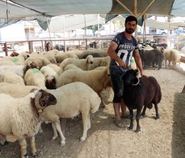 Kurban pazarının ilgi odağı! Sahibi, gözü baktığı 4 boynuzlu koça 10 bin lira istiyor