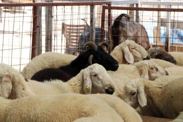 Kurban pazarının ilgi odağı! Sahibi, gözü baktığı 4 boynuzlu koça 10 bin lira istiyor