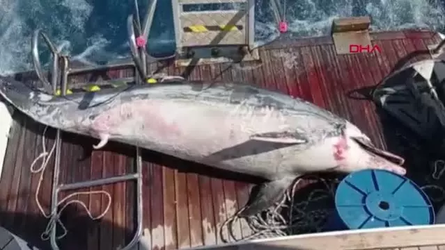 DATÇA AÇIKLARINDA ÖLÜ YUNUS BULUNDU