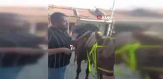Denizli'de gülümseten görüntüler...Atını götürüp berberde tıraş ettirdi