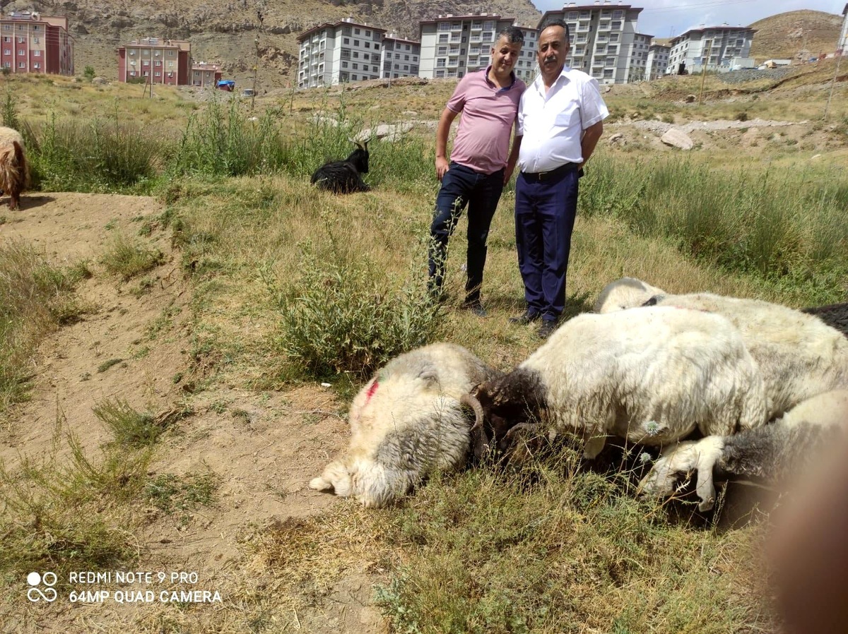 Hakkari\'de kurban satış ve kesim yerleri belli oldu