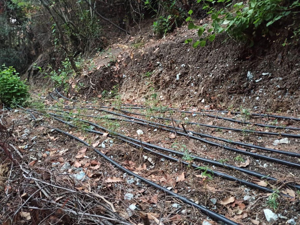 Hatay\'da ormanlık alanda Hint keneviri yetiştirdiği iddia edilen zanlı yakalandı