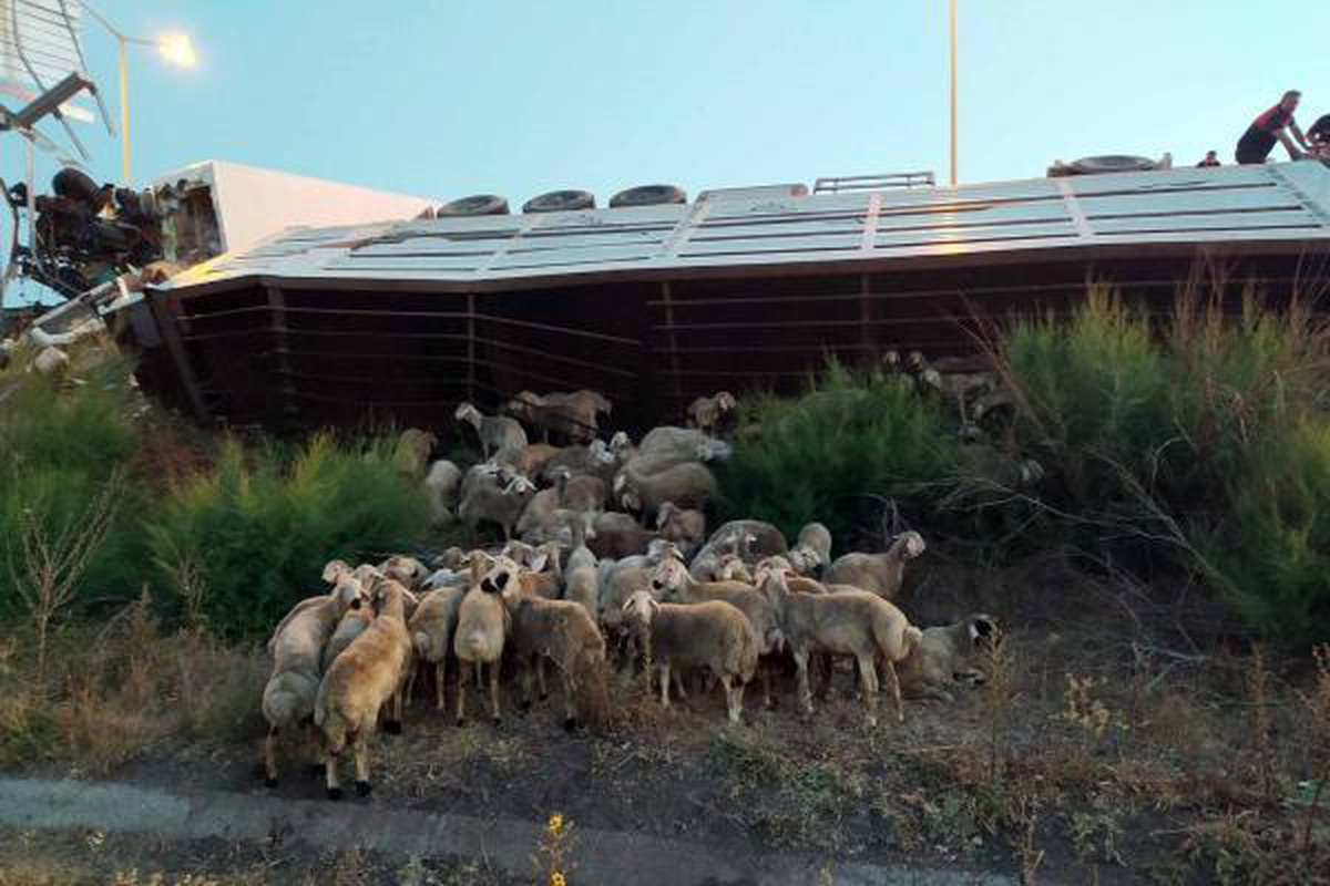 Son dakika: Kargo kamyonu, kurbanlık taşınan TIR\'a çarptı: 1 ölü, 2 yaralı
