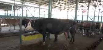 Kurbanlıklarda 'Gebe hayvan' uyarısı