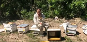 Kütahya'da ayılar kovanları parçaladı, arılar telef oldu