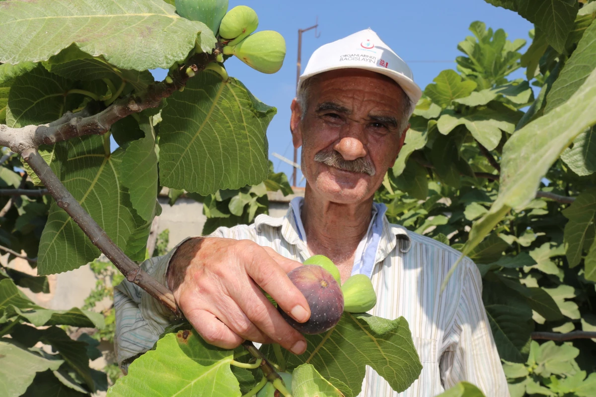 Siyah incir hasadı başladı