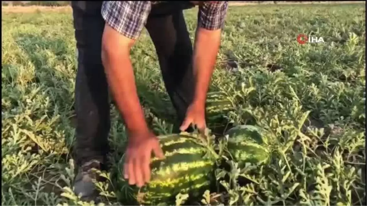 Meşhur Dodurga karpuzunda hasat başladı