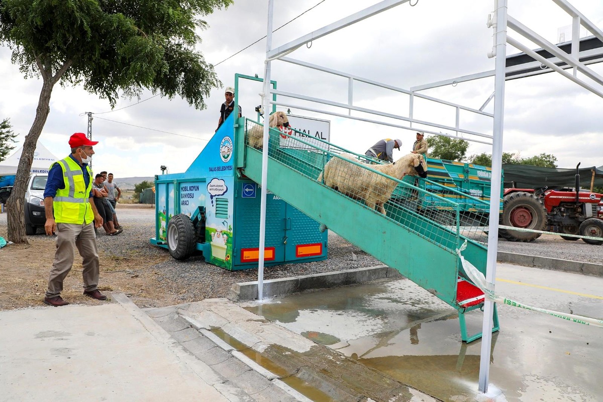 Talas Belediyesi kurbanlık koyunları yıkayıp dezenfekte etti