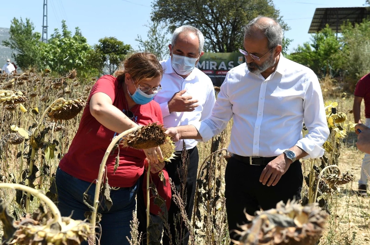 Tarsus\'ta yerli ve milli ayçiçeği hasat edildi