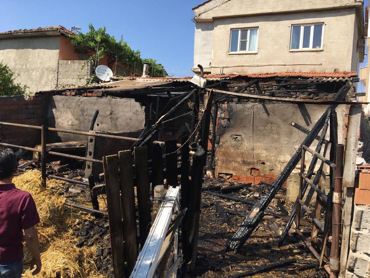 Son dakika haber: Balıkesir\'de ahır yangınında 13 küçükbaş hayvan telef oldu