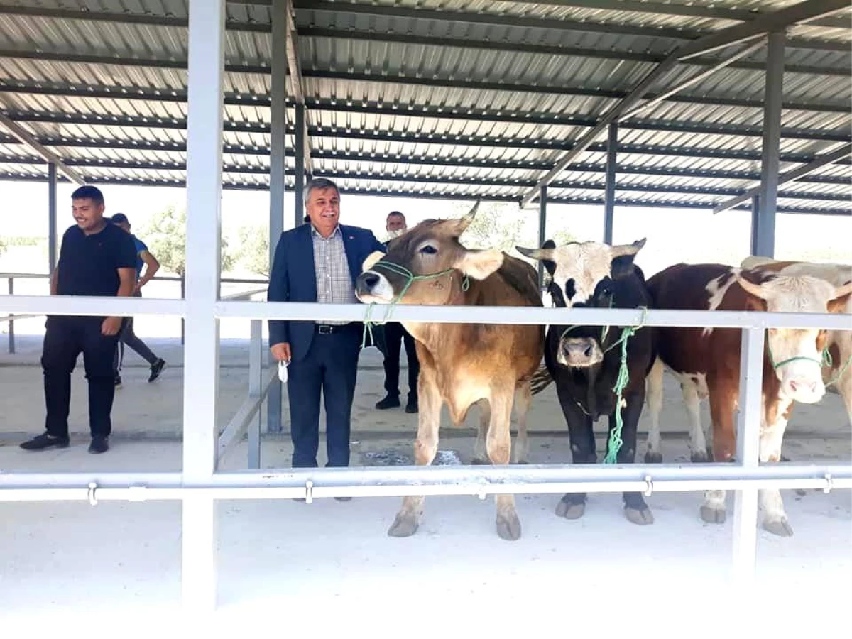 Başkan Arif Teke: "Canlı hayvan pazarı ekonomiye can veriyor"
