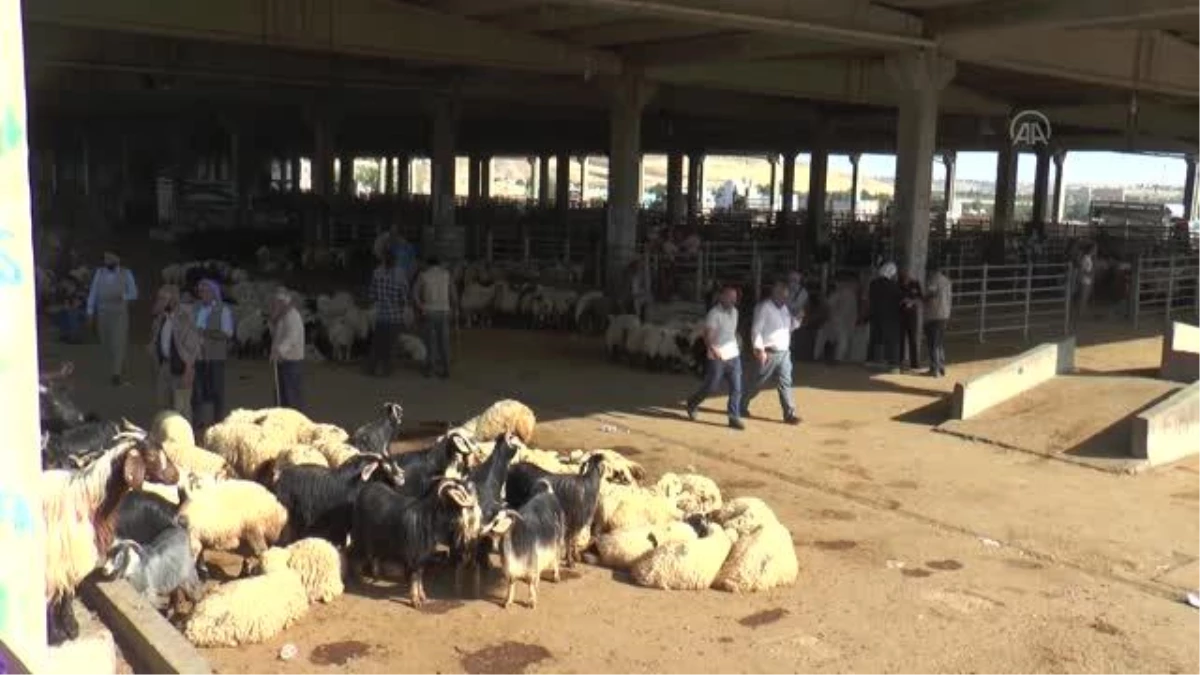 DİYARBAKIR - Güneydoğu\'da kurbanlık satışları besicilerin yüzünü güldürüyor (1)