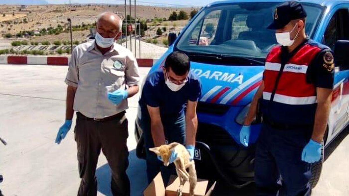 Son dakika haberi: Elazığ\'da jandarmadan yaralı tilkiye şefkat eli