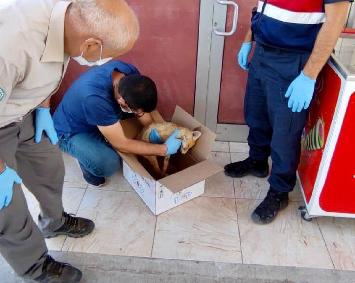 Elazığ\'da yaralı tilkiye jandarmadan şefkat eli