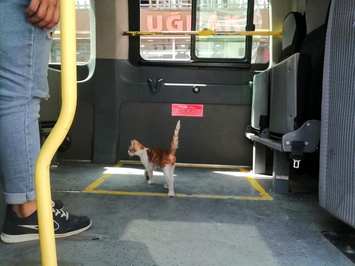 Elazığ\'da yolcu gibi minibüse binen kedi, çarşı merkezine kadar yolculuk yaptı