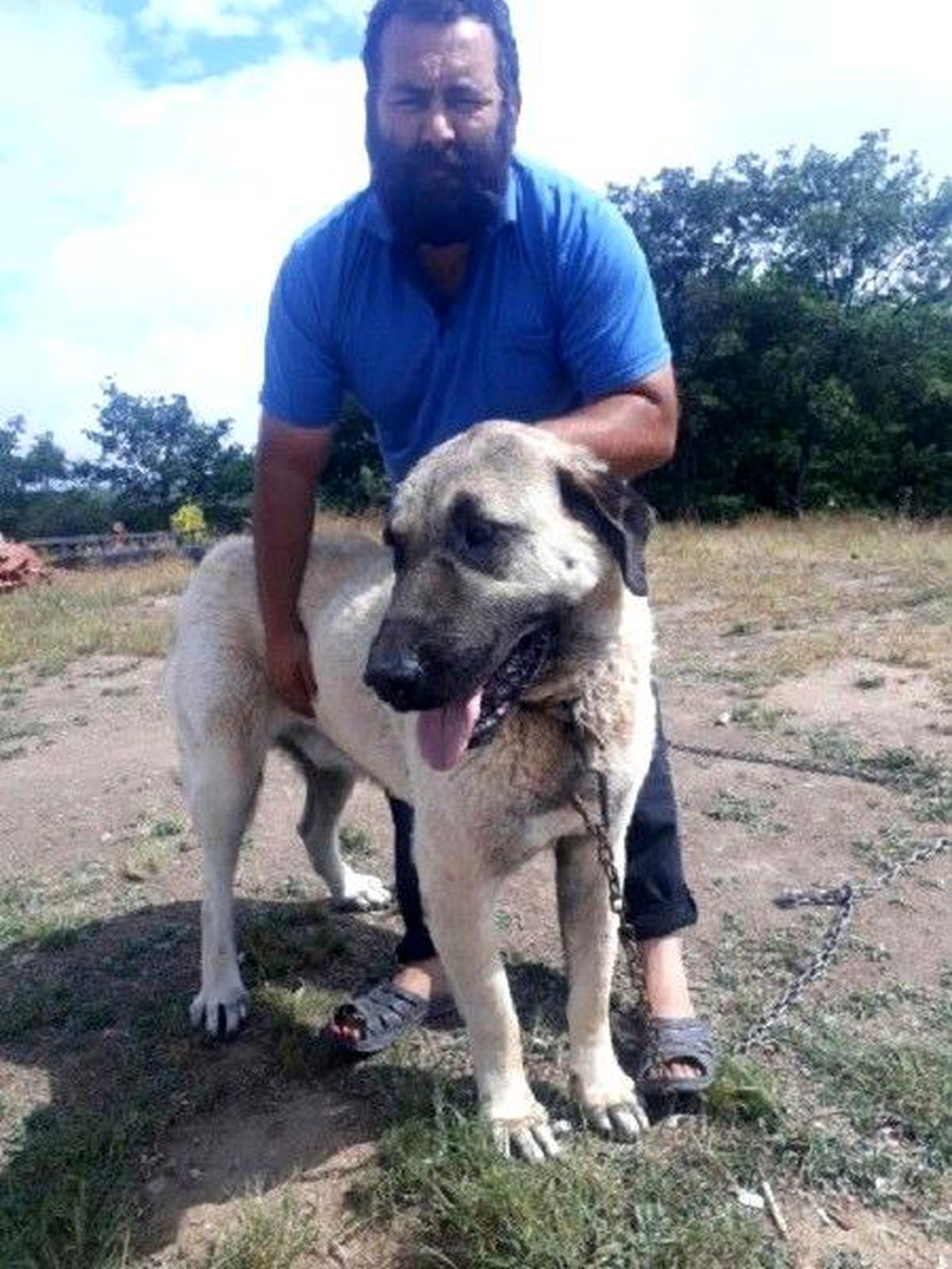 Eskişehir\'de çalınan köpek Ankara\'da bulundu