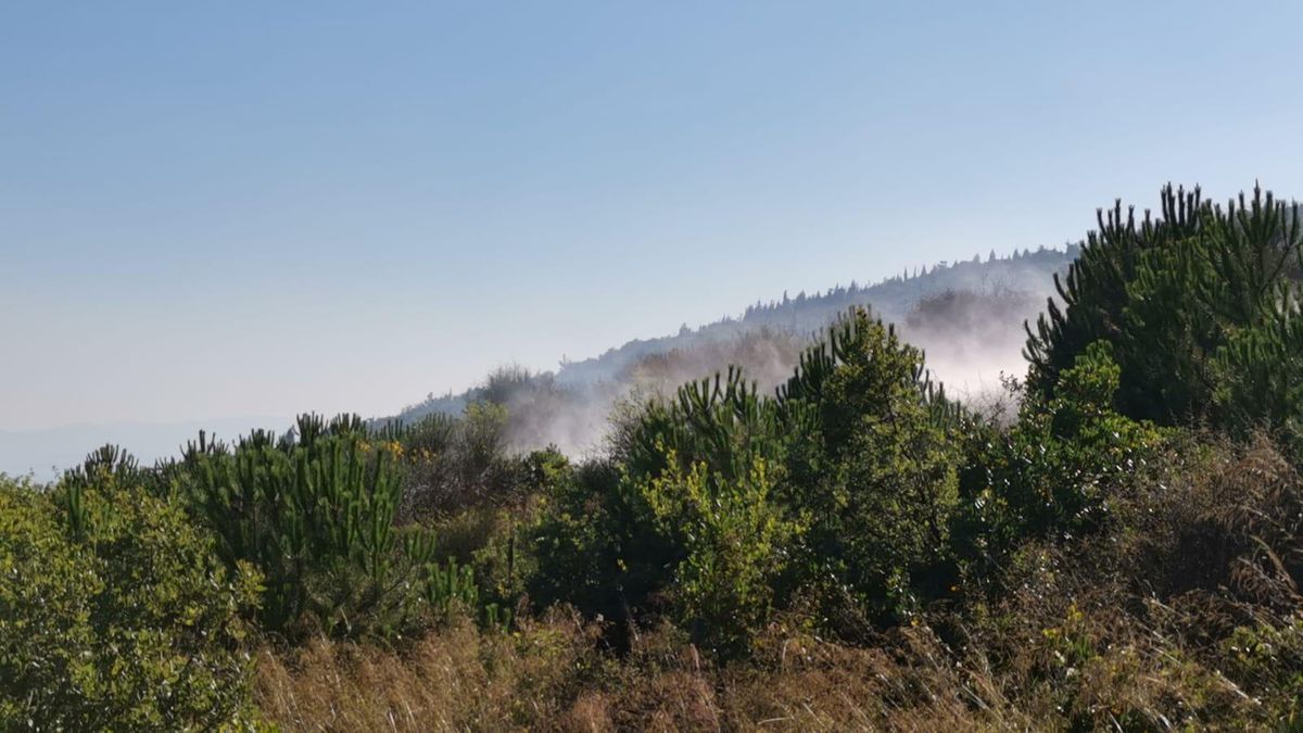 Gebze\'de mesire alanında çıkan yangında çam fidanları zarar gördü
