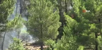 Son dakika haber: Hatay yangını Geyik Böcekleri'nin neslini de tehdit ediyor