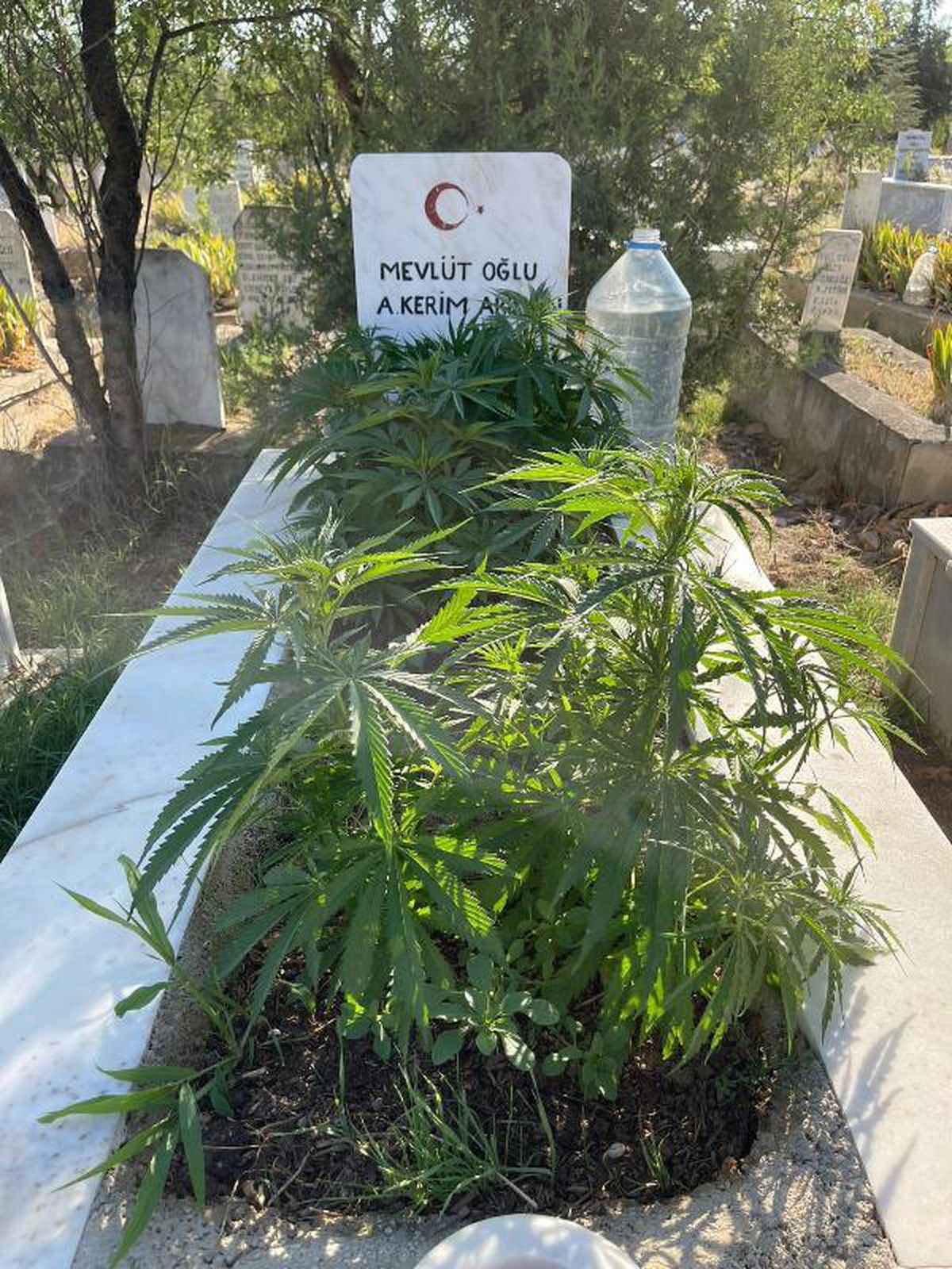 He planted cannabis on his grandparents\' graves