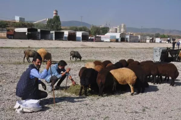 KELKİT'TE, BAYRAM ÖNCESİ KURBAN PAZARI HAREKETLENDİ