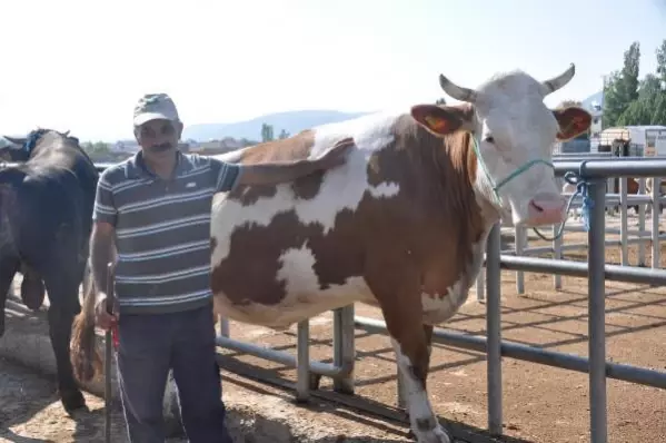 KELKİT'TE, BAYRAM ÖNCESİ KURBAN PAZARI HAREKETLENDİ