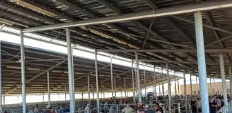 Kurban Bayramı'na sayılı günler kala küçükbaş hayvan pazarında hareketlilik