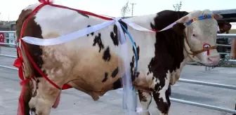 Kurbanlık tosunlar podyumda güzelliklerini sergiledi