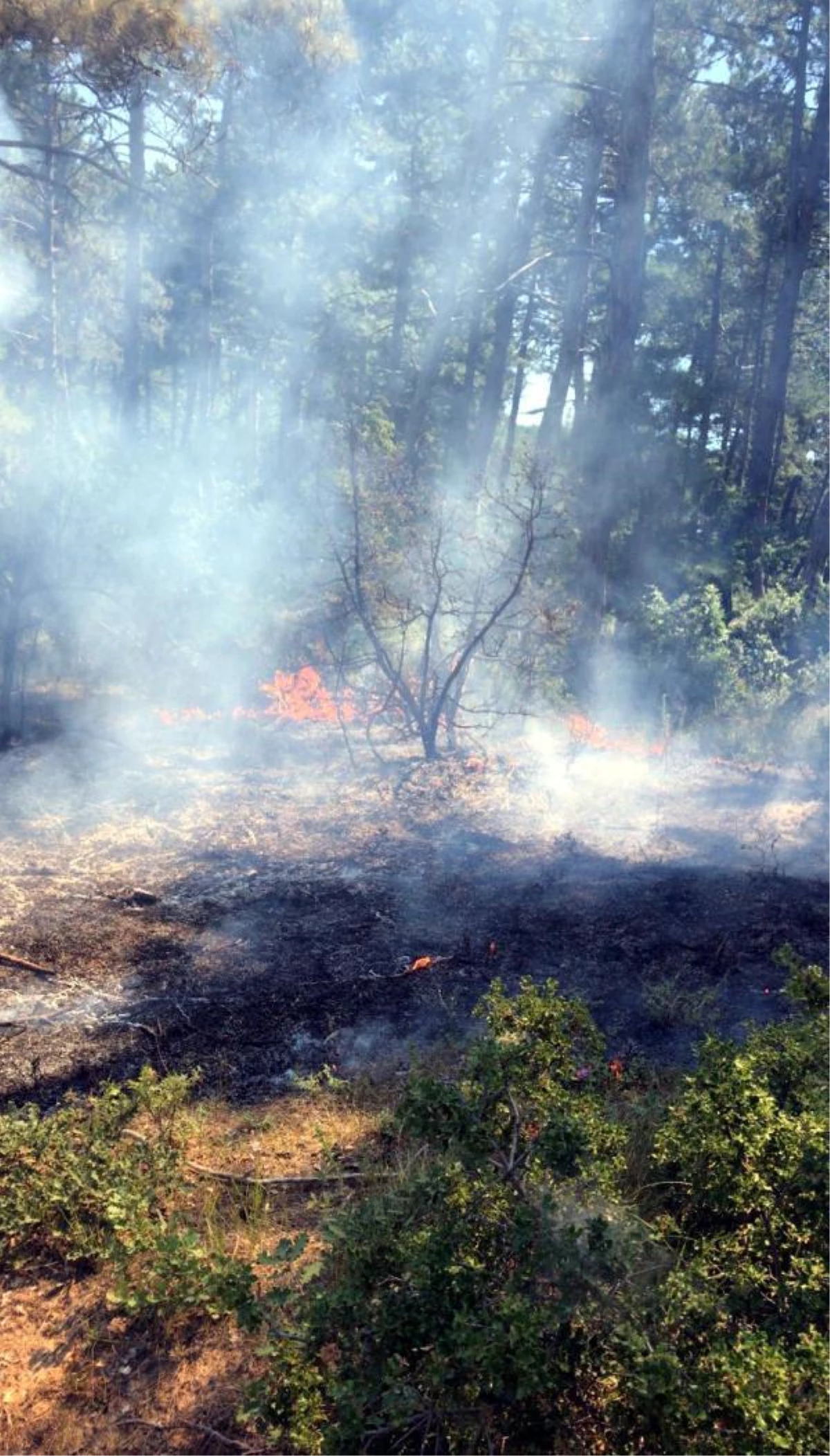 Son dakika haberi! Malkara\'daki orman yangınında sabotaj şüphesi