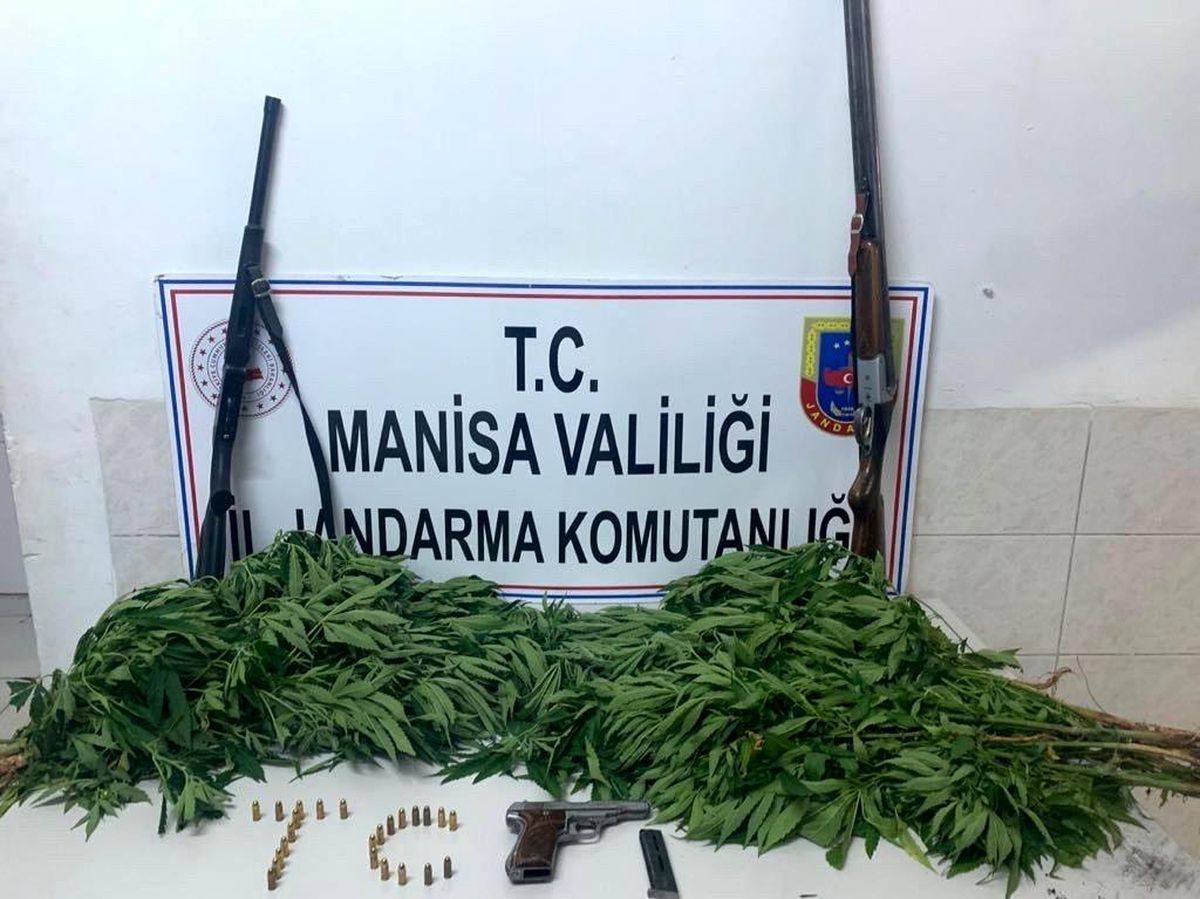 Manisa\'da jandarmadan kenevir operasyonu