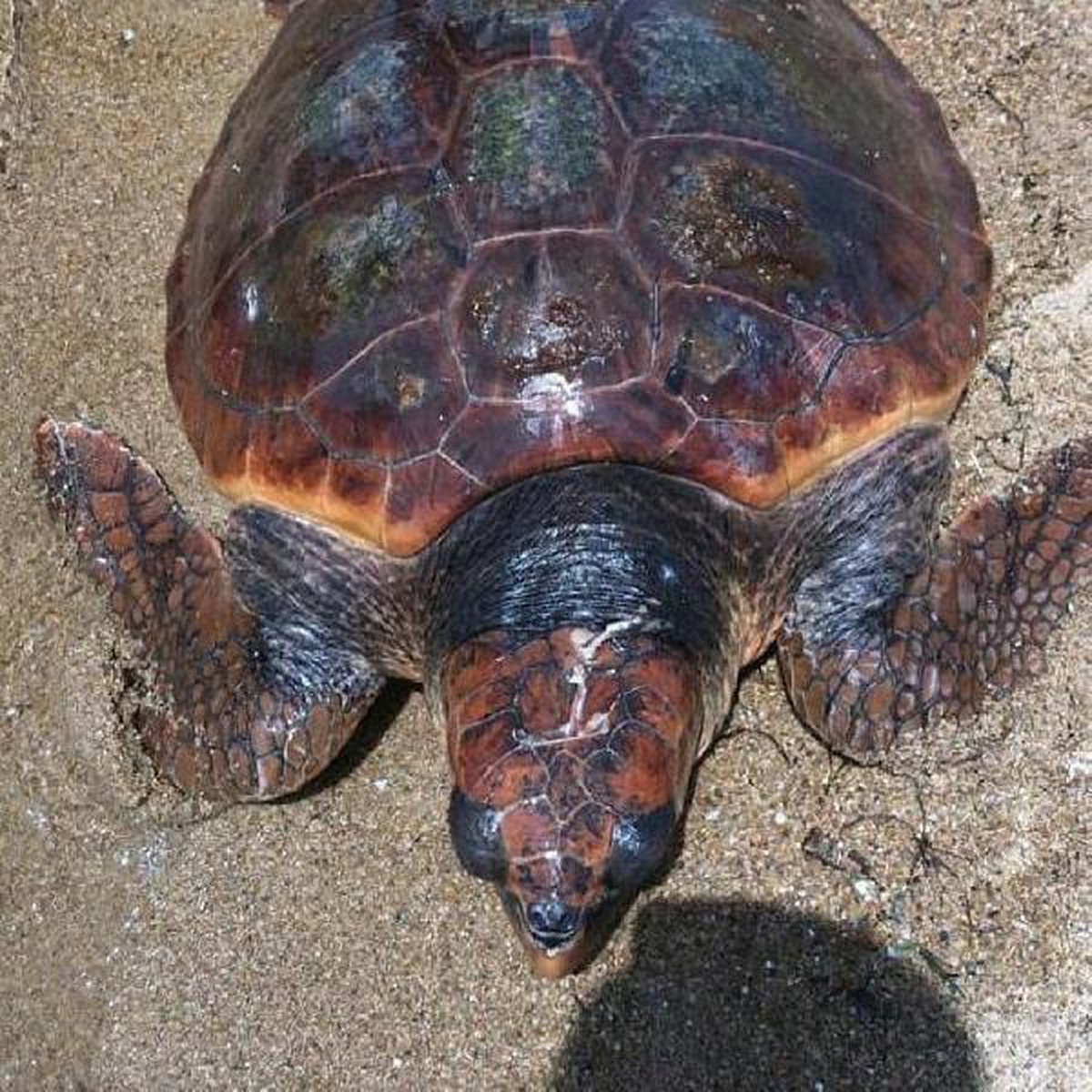 Saros\'ta yaralı bulunan caretta carettaya tedavi