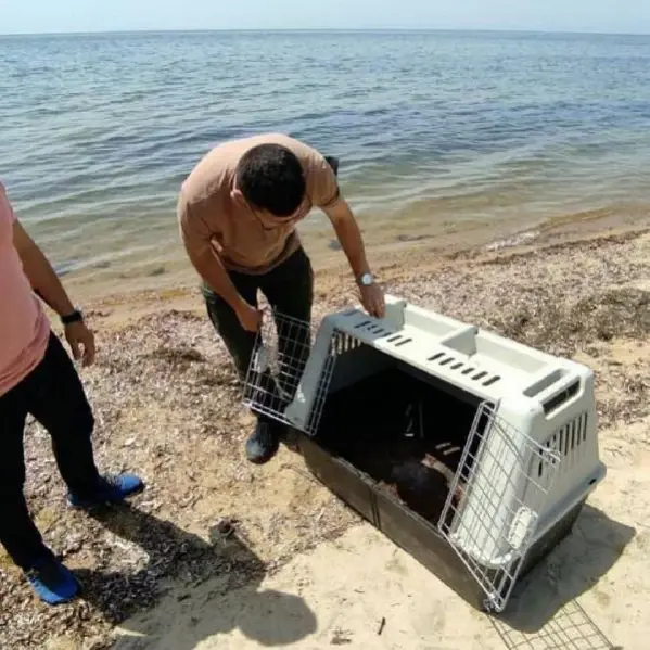 Saros'ta yaralı bulunan caretta carettaya tedavi