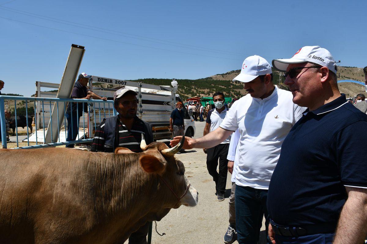 Sivas\'ta Vali ve Belediye Başkanı, ihtiyaç sahipleri için pazarın en büyük iki kurbanlığını satın aldı
