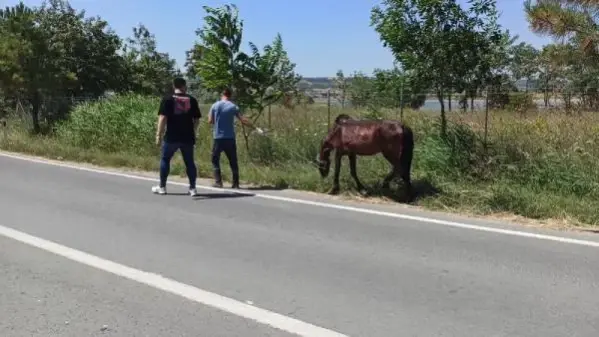 Yük taşımacılığında kullanılan yaşlı ata el koyuldu