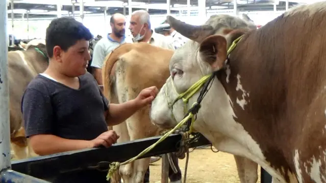 'Başkan' boğa 1.4 ton ağırlığı ile hayvan pazarının şampiyonu