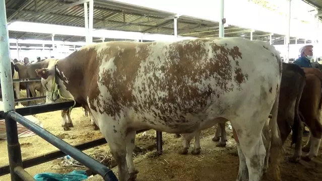 'Başkan' boğa 1.4 ton ağırlığı ile hayvan pazarının şampiyonu
