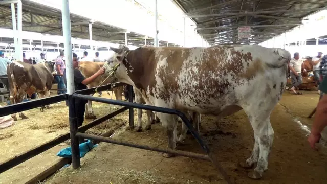 'Başkan' boğa 1.4 ton ağırlığı ile hayvan pazarının şampiyonu