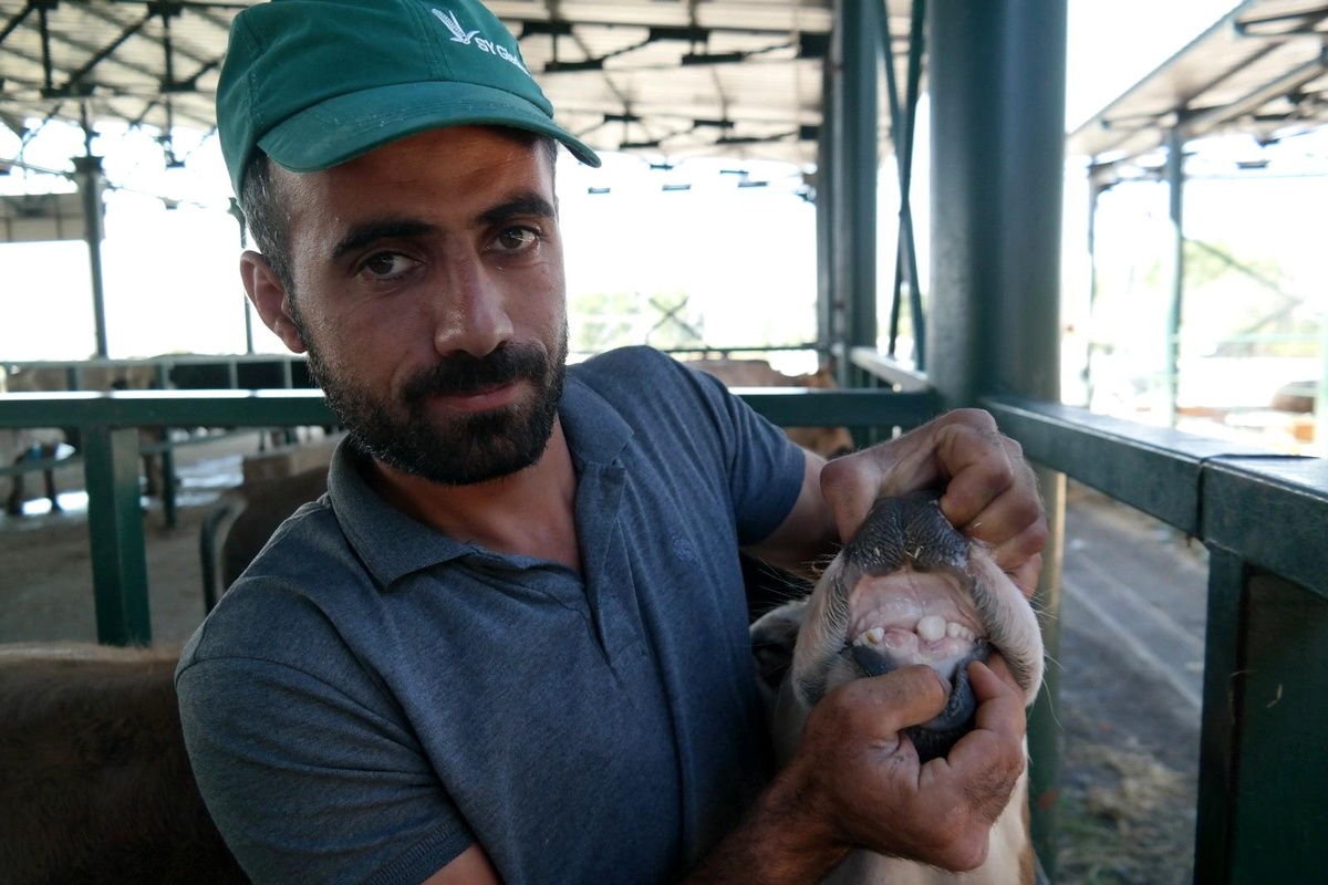 Besicilerden "kurbanlık alırken dişlerine dikkat edin" uyarısı